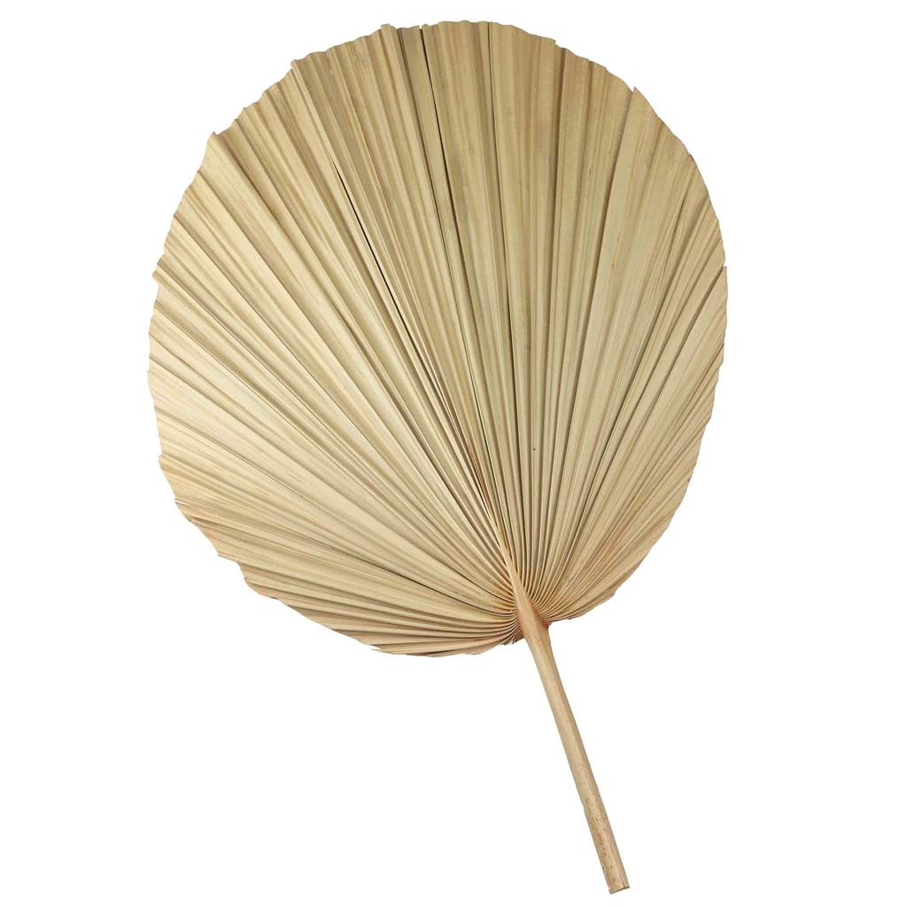 Feuille de palmier décorative